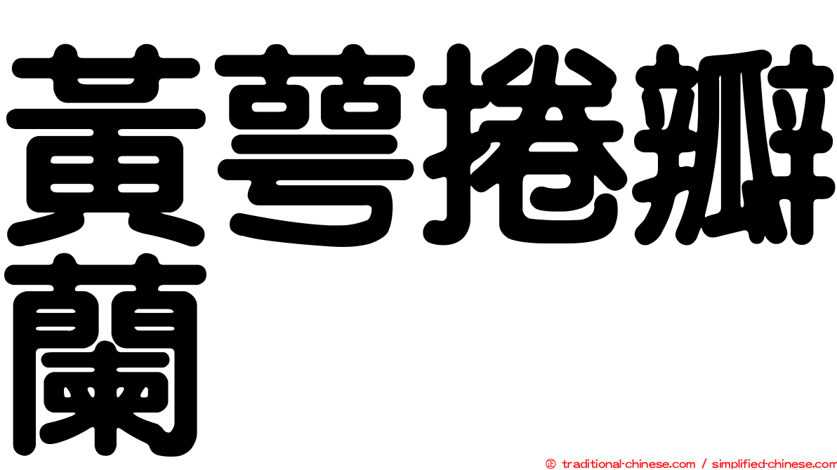 黃萼捲瓣蘭