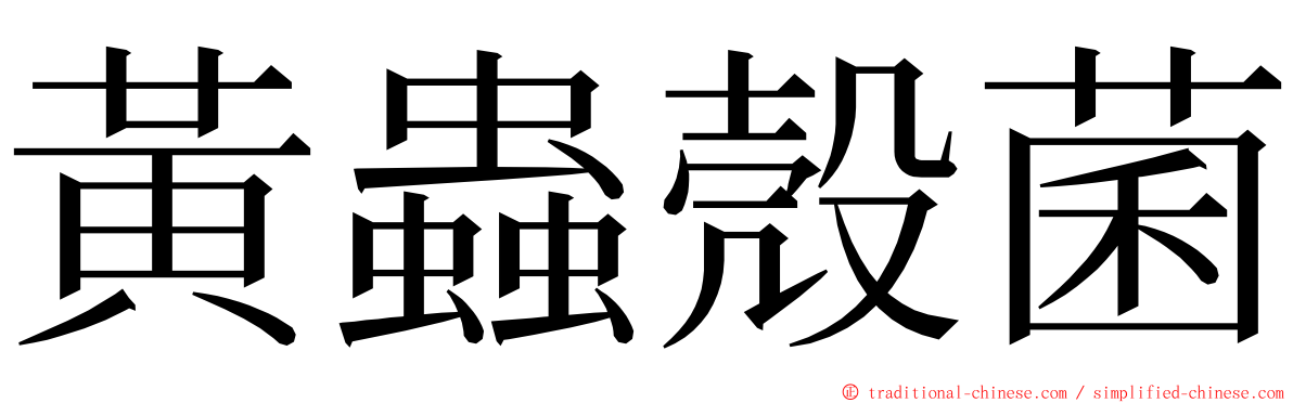 黃蟲殼菌 ming font