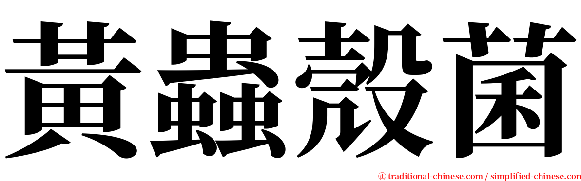 黃蟲殼菌 serif font