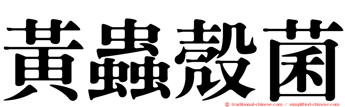 黃蟲殼菌