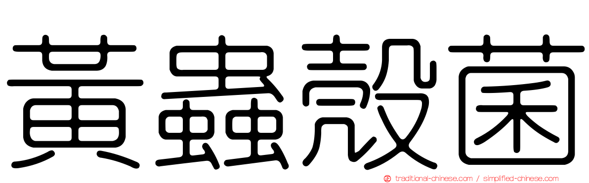 黃蟲殼菌