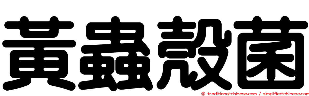 黃蟲殼菌