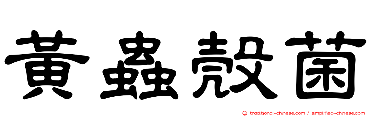 黃蟲殼菌