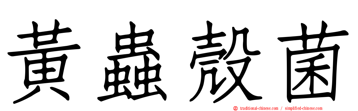 黃蟲殼菌