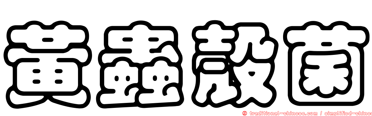黃蟲殼菌