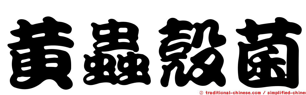黃蟲殼菌