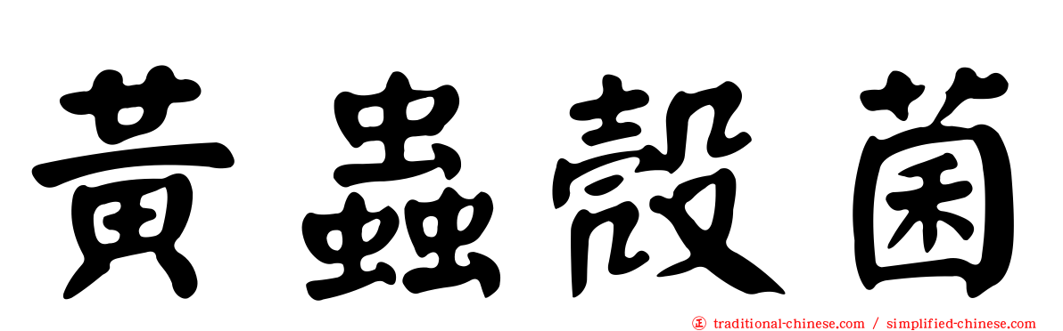 黃蟲殼菌