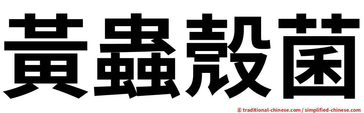 黃蟲殼菌