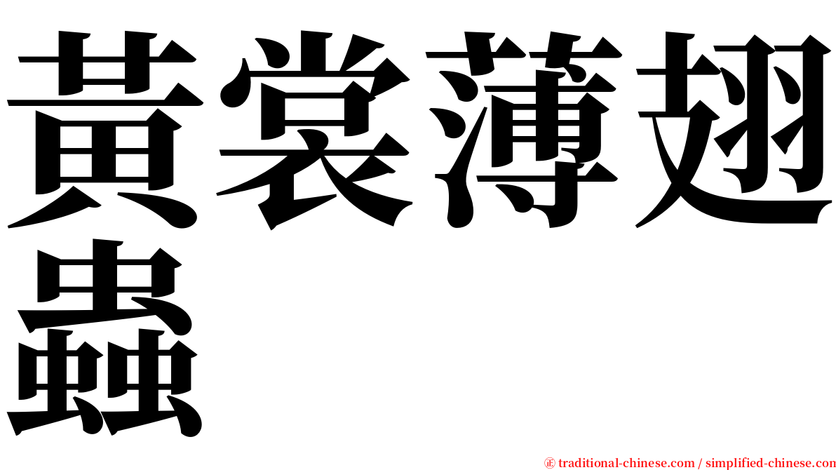 黃裳薄翅蟲 serif font