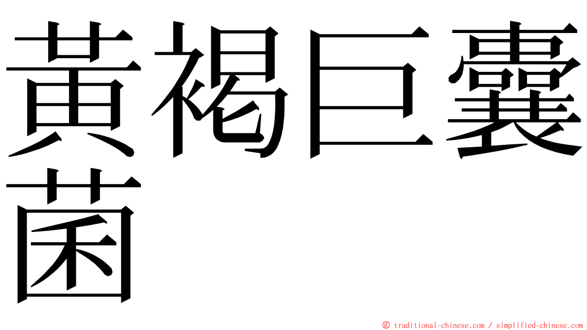 黃褐巨囊菌 ming font