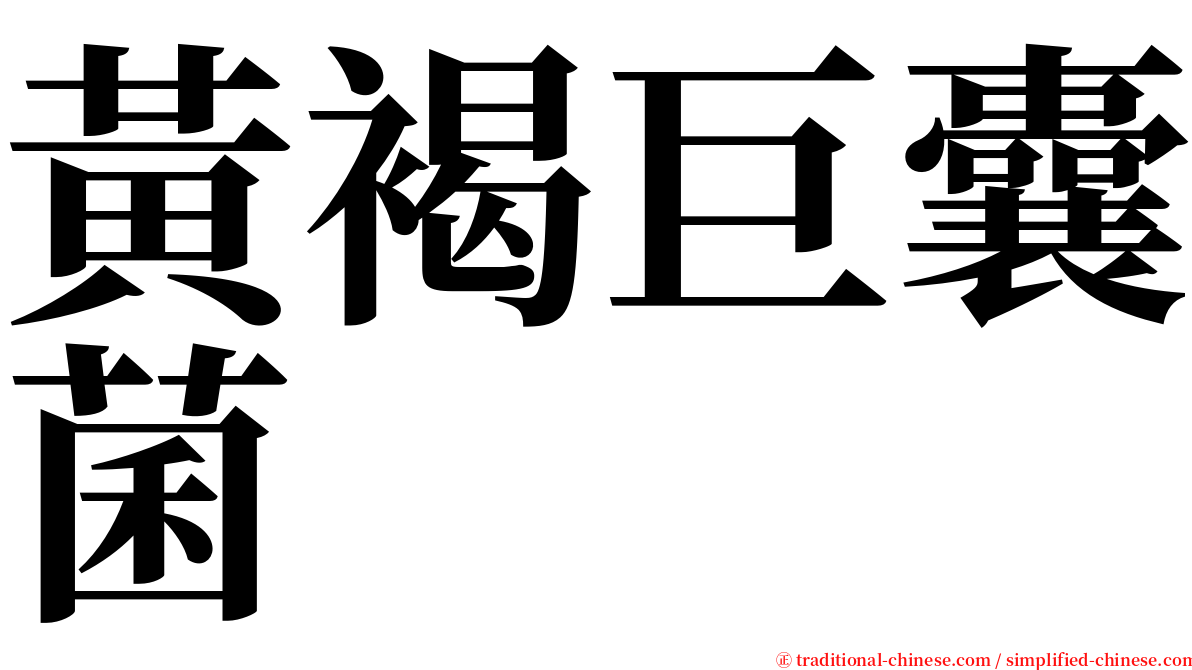 黃褐巨囊菌 serif font