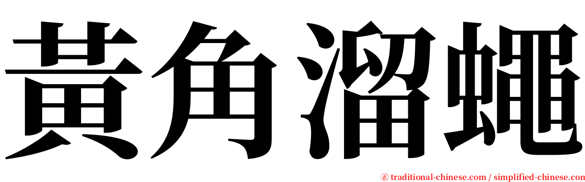 黃角溜蠅 serif font