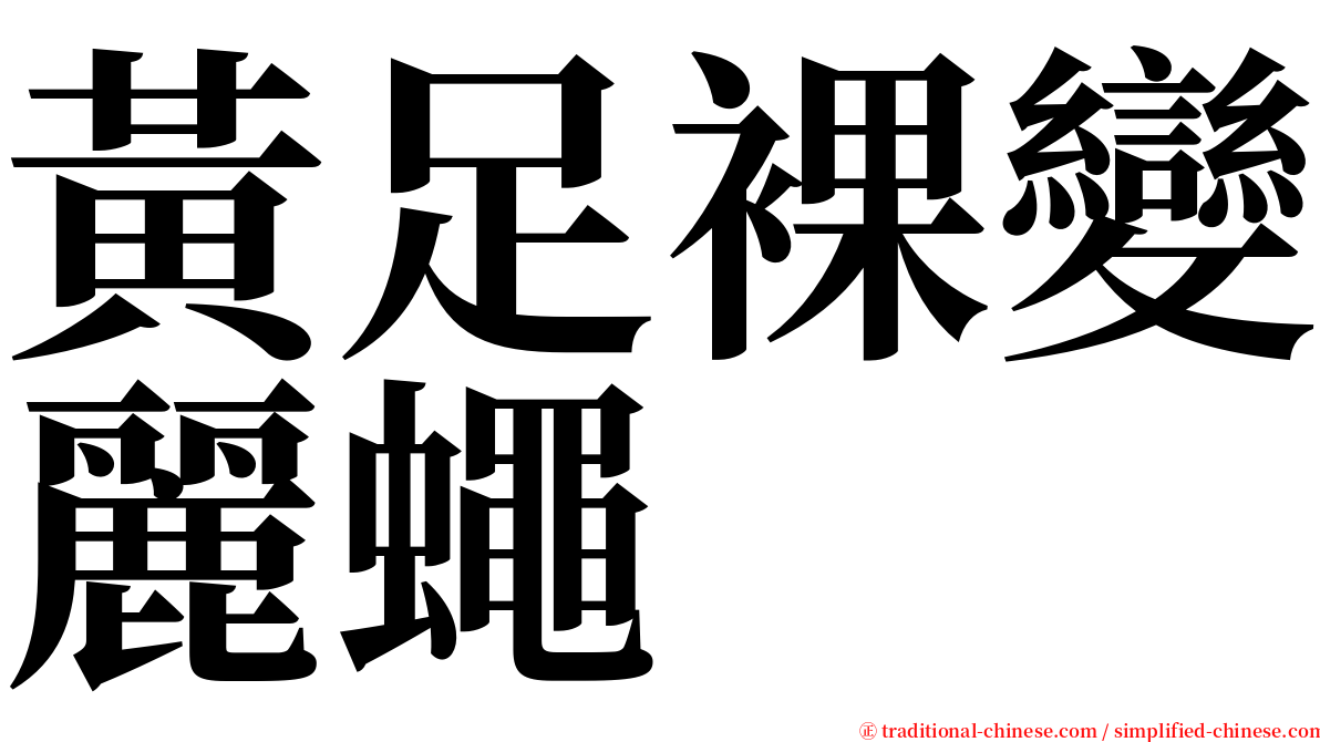 黃足裸變麗蠅 serif font