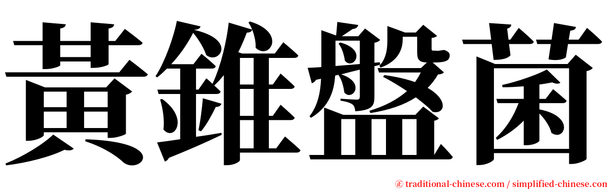 黃錐盤菌 serif font