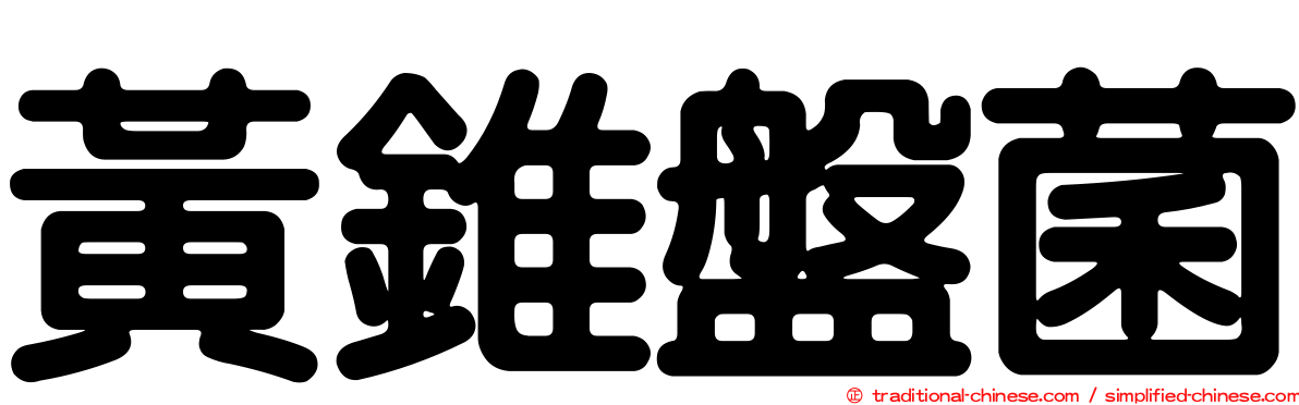 黃錐盤菌