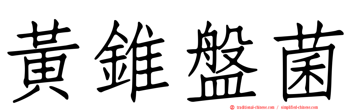 黃錐盤菌