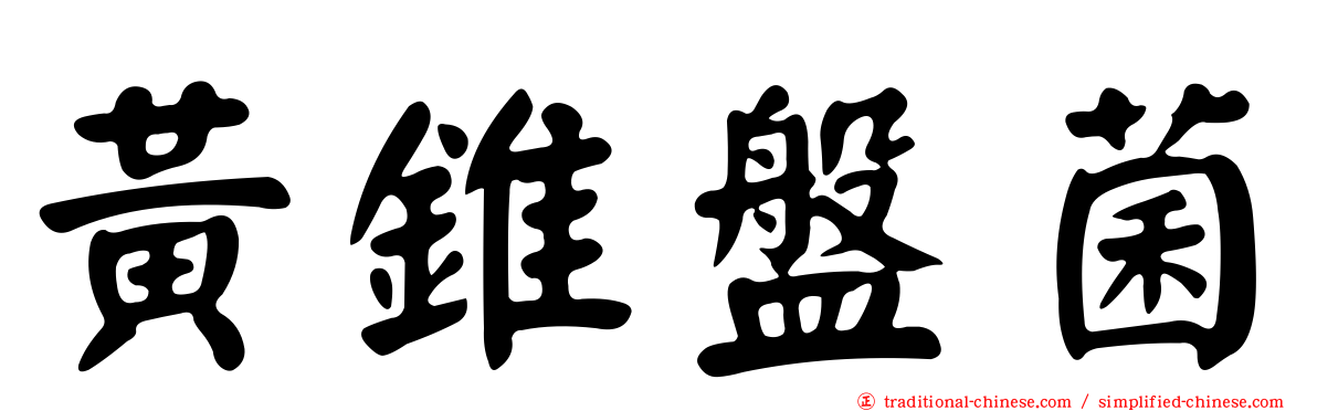 黃錐盤菌