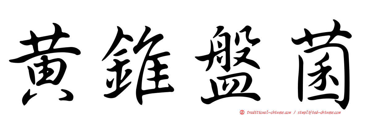 黃錐盤菌
