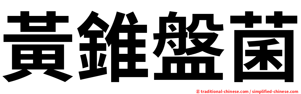 黃錐盤菌