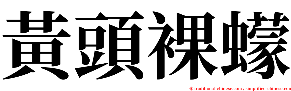 黃頭裸蠓 serif font