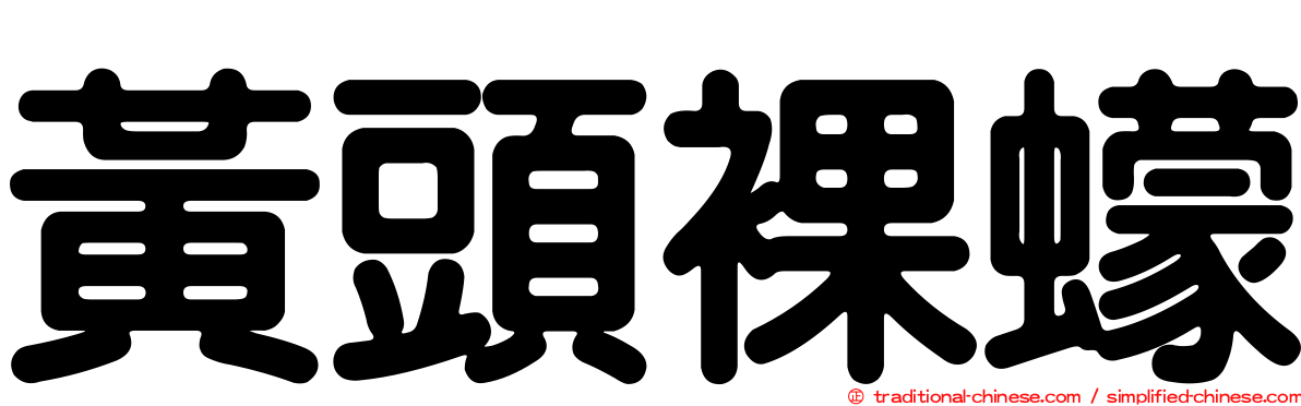 黃頭裸蠓