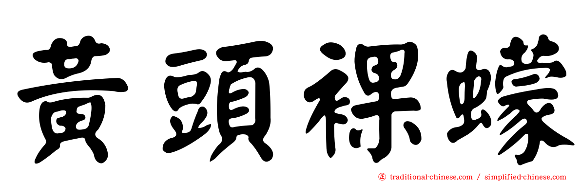 黃頭裸蠓