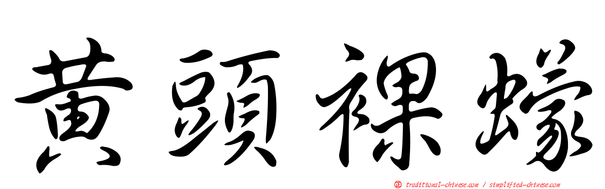 黃頭裸蠓