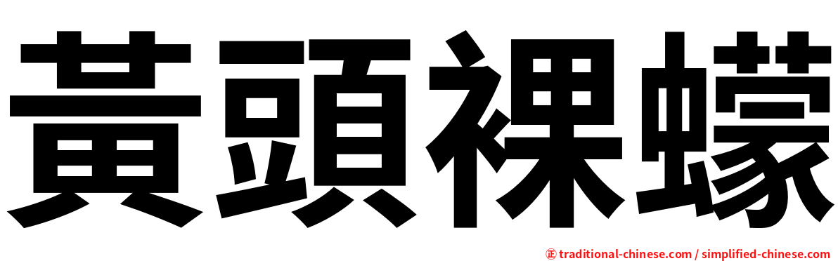 黃頭裸蠓