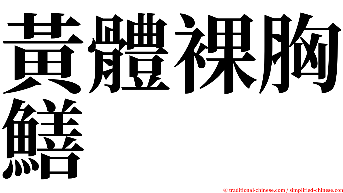 黃體裸胸鱔 serif font