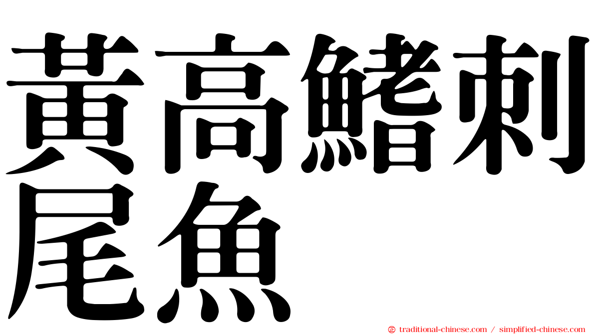 黃高鰭刺尾魚