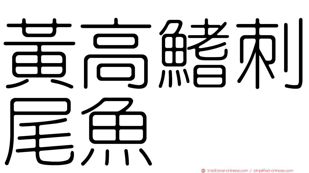 黃高鰭刺尾魚