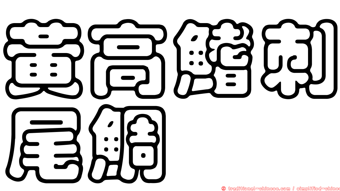黃高鰭刺尾鯛