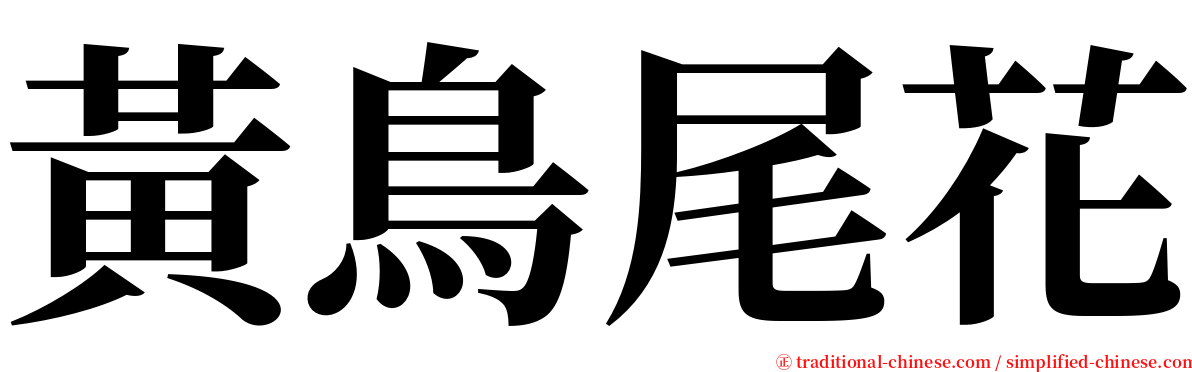 黃鳥尾花 serif font