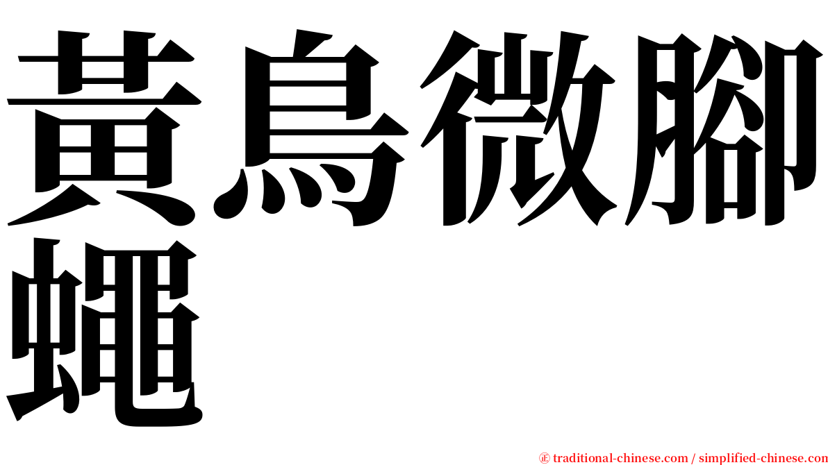 黃鳥微腳蠅 serif font