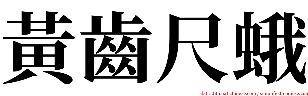 黃齒尺蛾 serif font