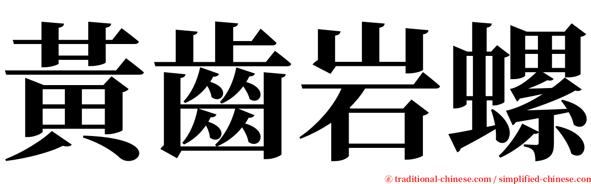 黃齒岩螺 serif font