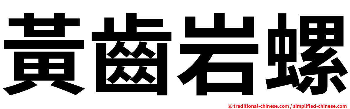 黃齒岩螺