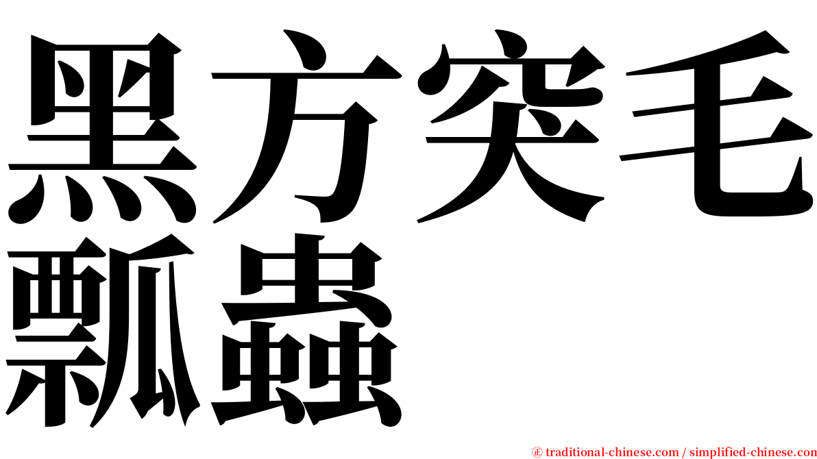 黑方突毛瓢蟲 serif font