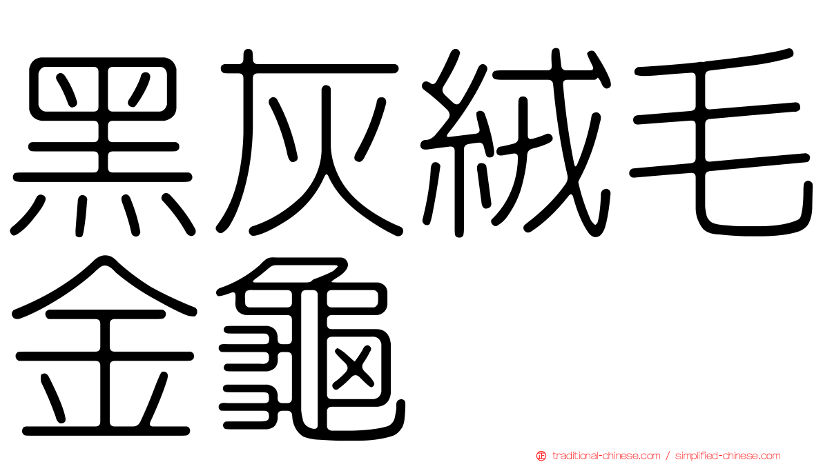 黑灰絨毛金龜