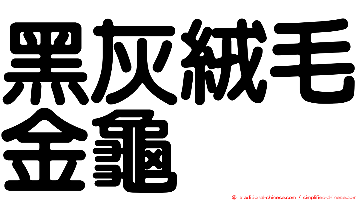 黑灰絨毛金龜