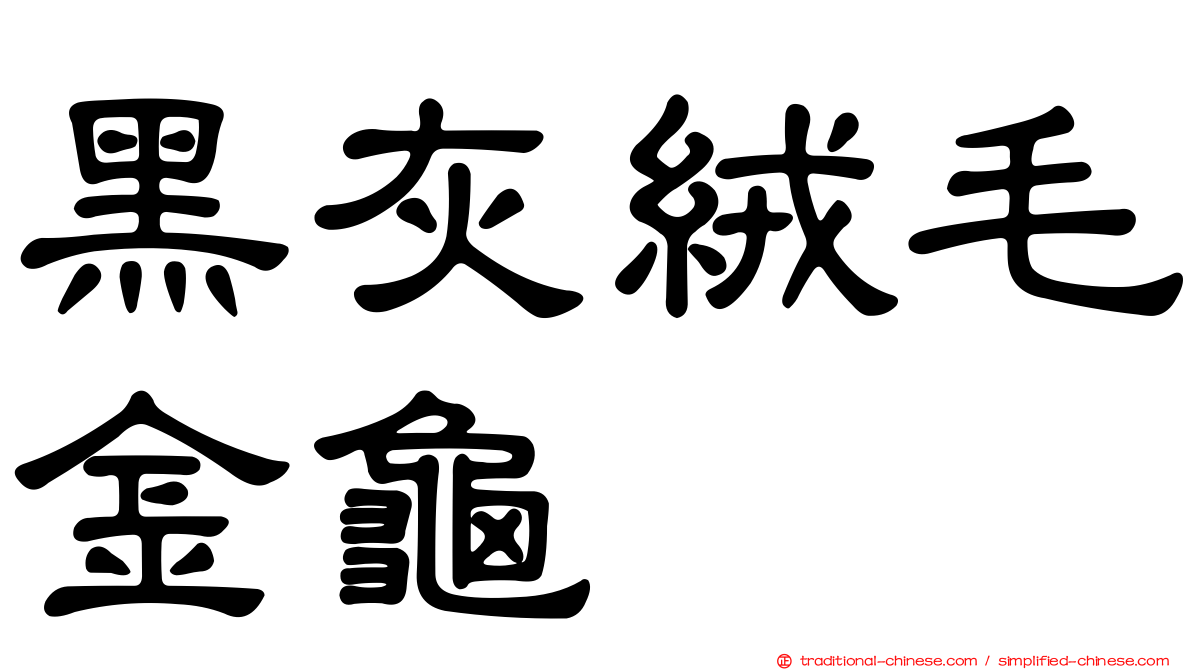 黑灰絨毛金龜