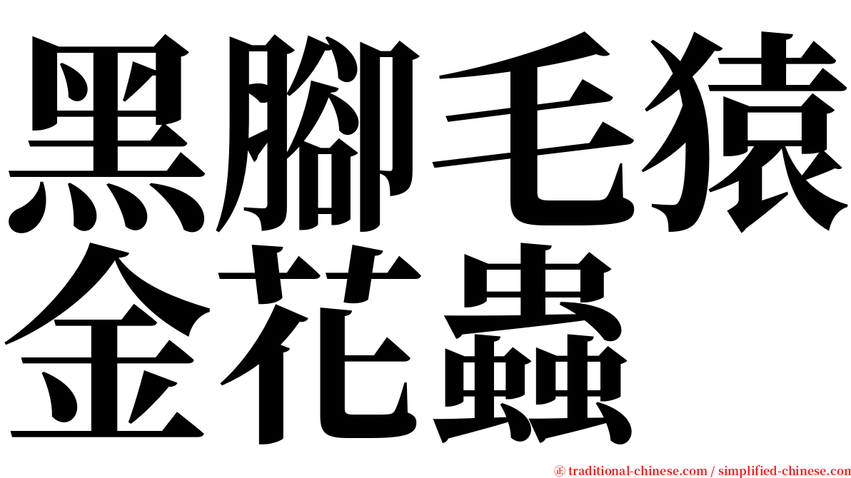 黑腳毛猿金花蟲 serif font