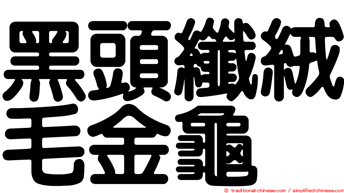 黑頭纖絨毛金龜