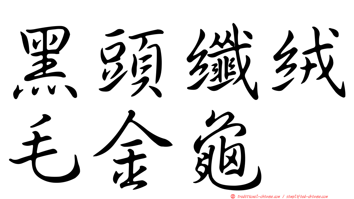 黑頭纖絨毛金龜