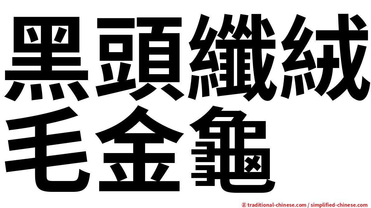 黑頭纖絨毛金龜