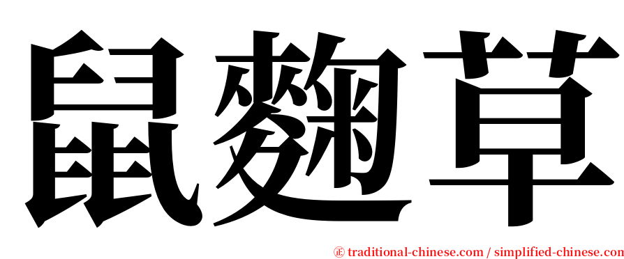 鼠麴草 serif font