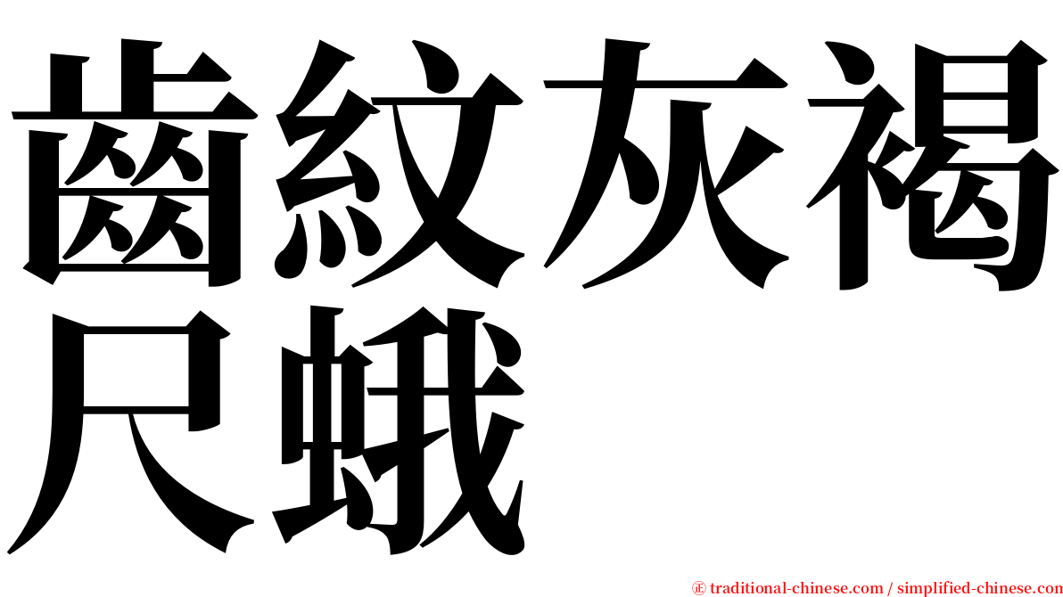 齒紋灰褐尺蛾 serif font