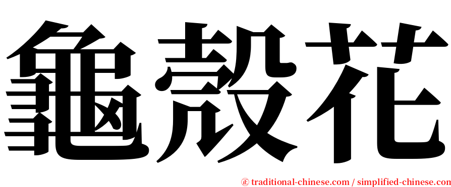 龜殼花 serif font